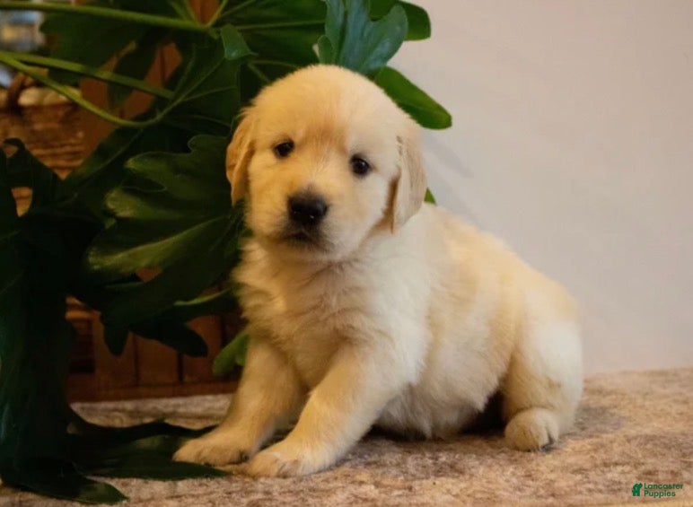 Golden Retriever dogs Hazel - Ad 1