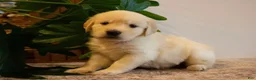 Golden Retriever dogs for sale: Hazel - Ad 1
