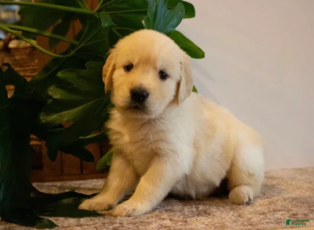 Golden Retriever dogs for sale: Hazel - Ad 1