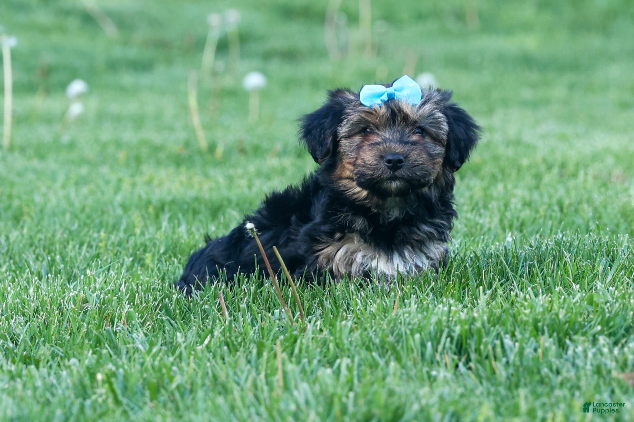 Yochon dogs MURPHY - Ad 1