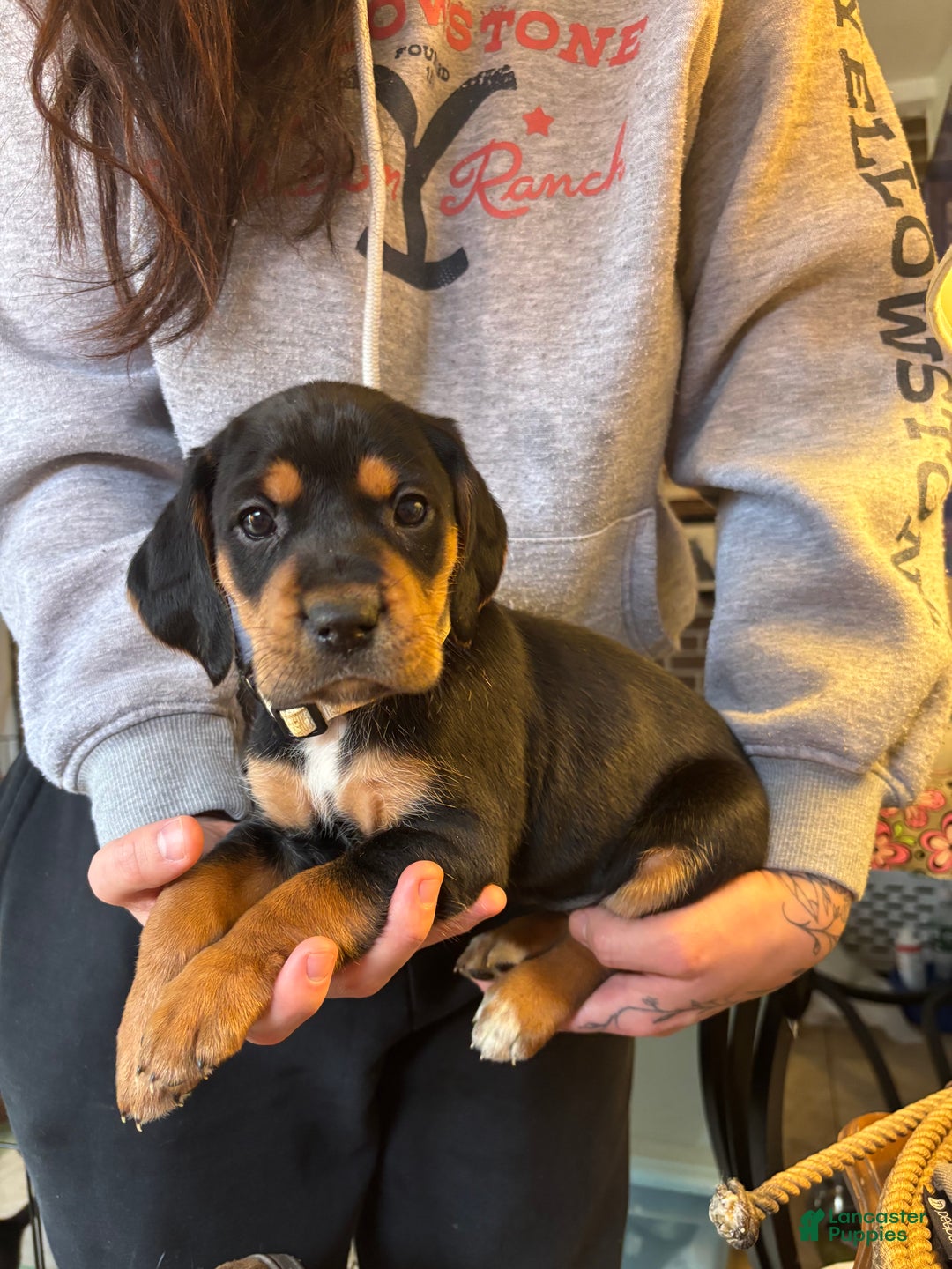 Mixed Breed dogs for sale: Nova - Ad 1