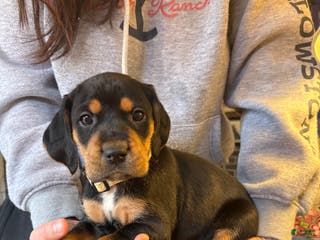 Mixed Breed dogs Nova - Ad 21