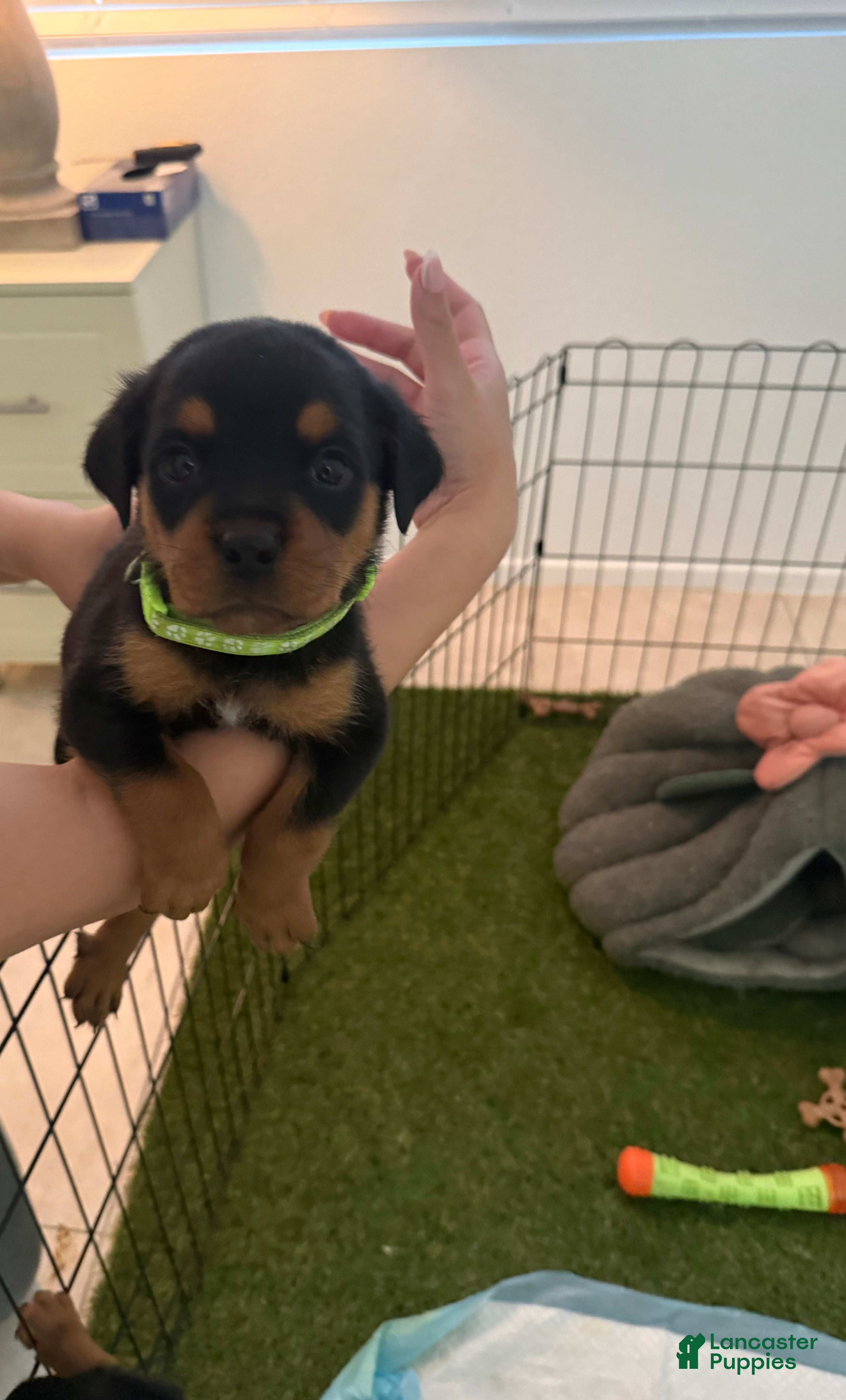 Rottweiler dogs Rottweiler lime green - Ad 12