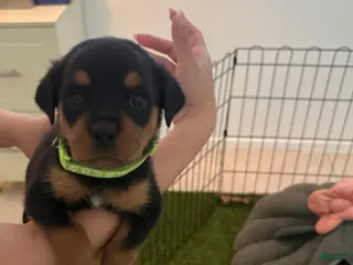 Rottweiler dogs Rottweiler lime green - Ad 12