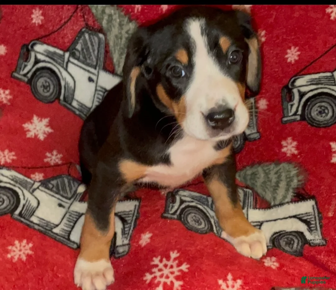 Greater Swiss Mountain Dog dogs for sale: Holly  - Ad 5