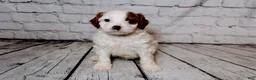 Cavalier King Charles Spaniel dogs for sale: Leonard - Ad 3