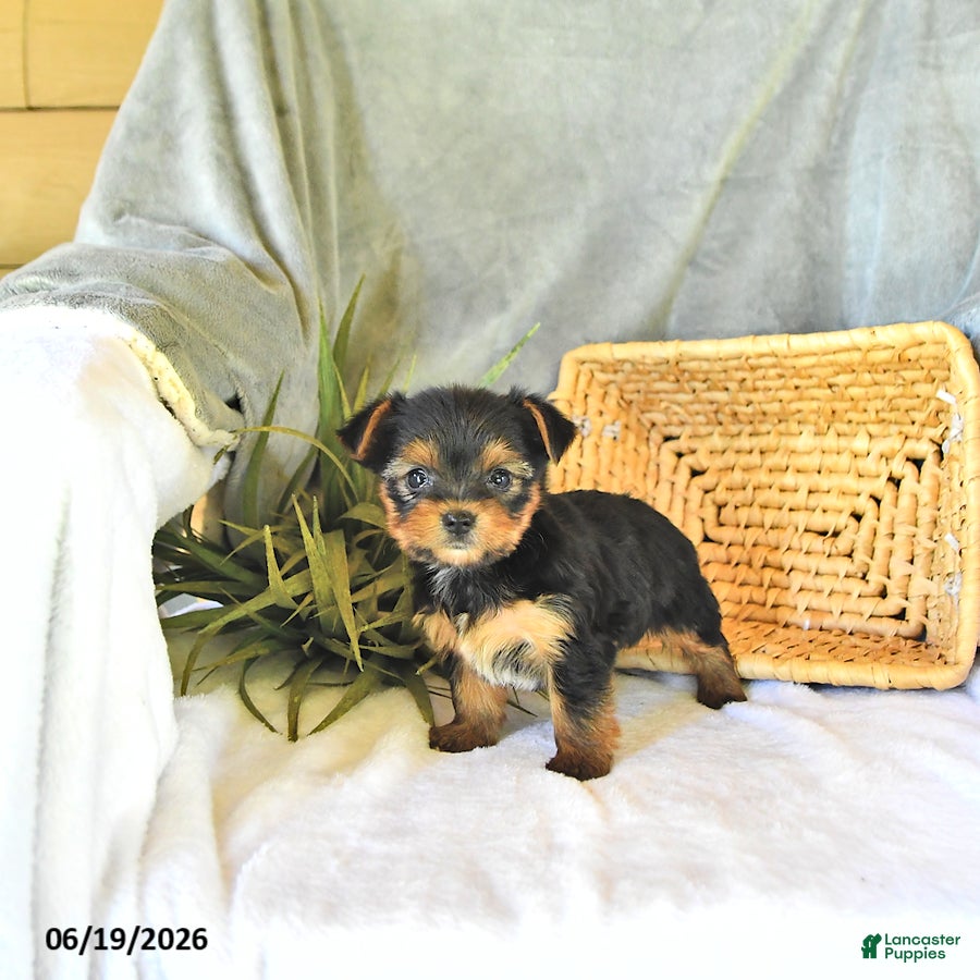 Yorkshire Terrier dogs Tilly - Ad 2