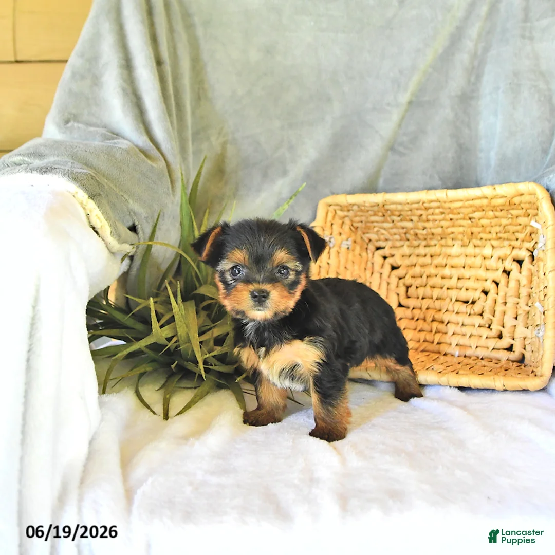 Yorkshire Terrier dogs for sale: Tilly - Ad 2