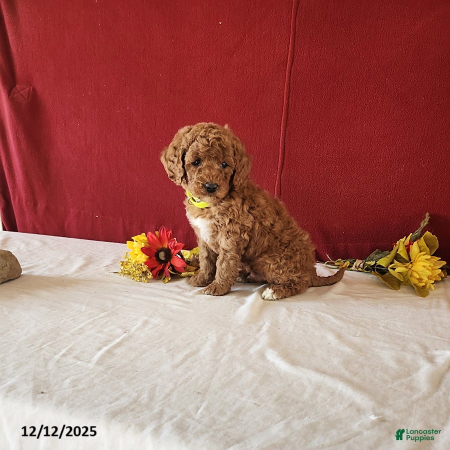Goldendoodle dogs Henry - Ad 6