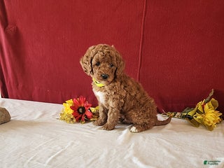 Goldendoodle dogs Henry - Ad 11