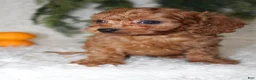 Mini Goldendoodle dogs for sale: Mini Goldendoodle 3 - Ad 4