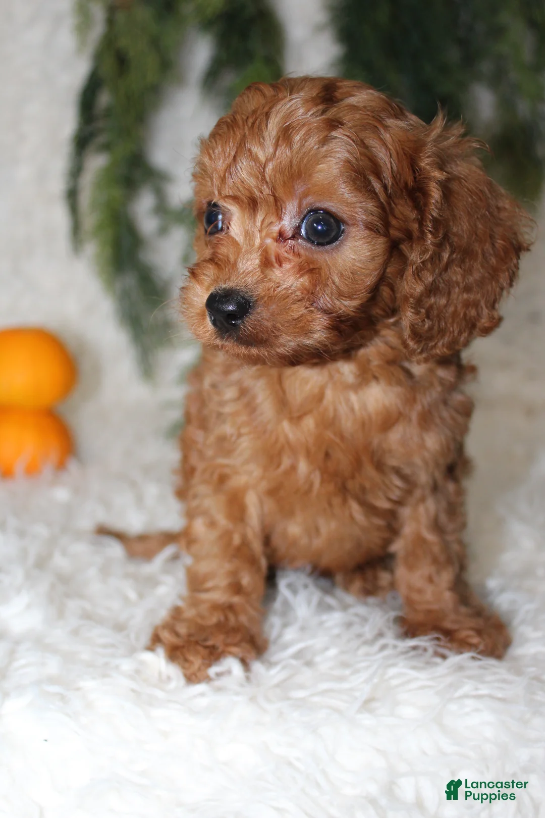 Mini Goldendoodle dogs for sale: Mini Goldendoodle 3 - Ad 4