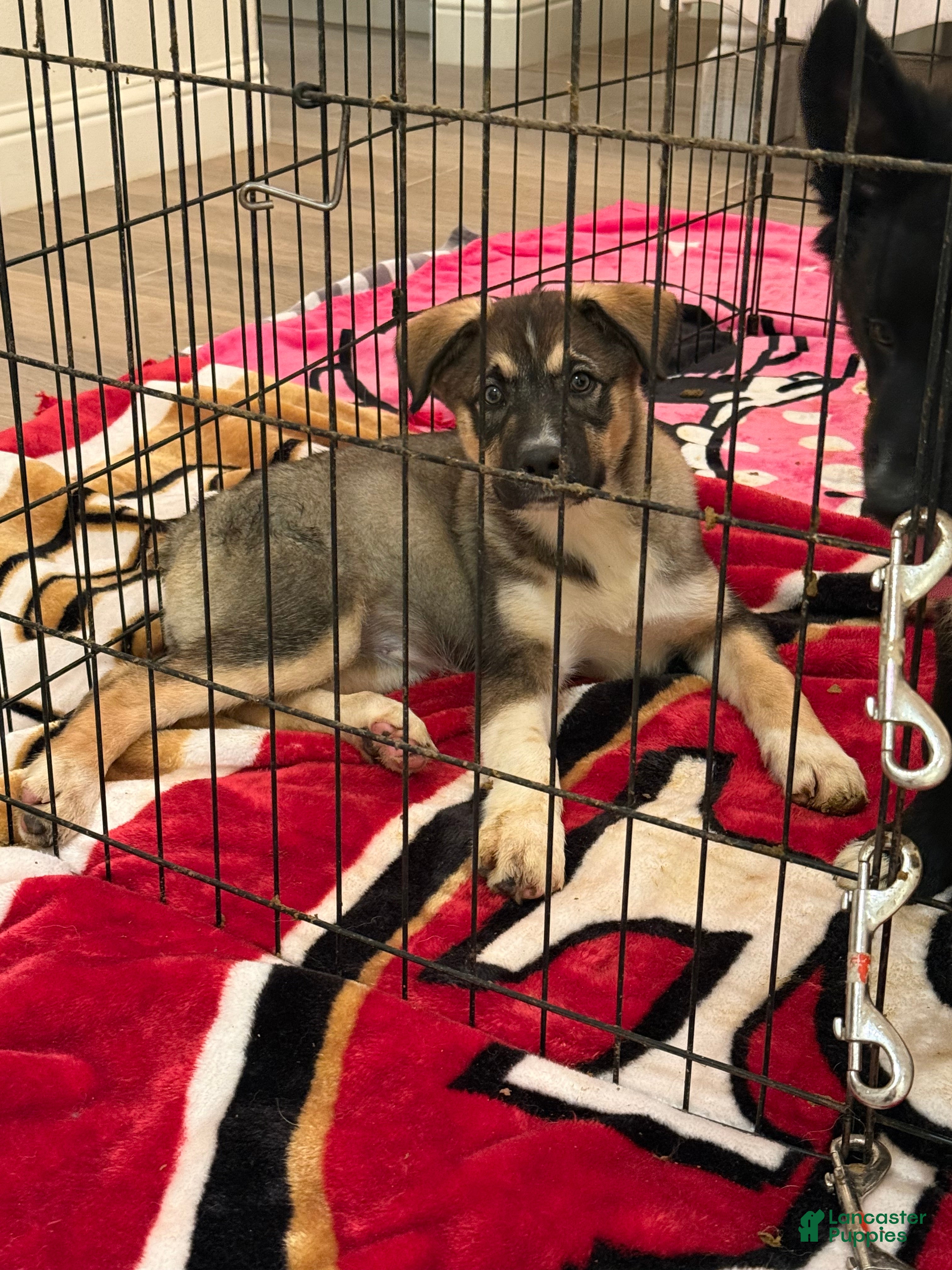 Mixed Breed dogs Bear - Ad 2