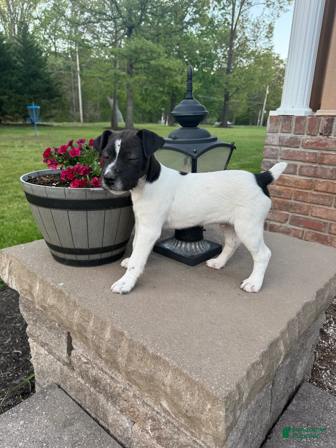 Jack Russell Terrier dogs for sale: Jrtca Rocky  - Ad 2