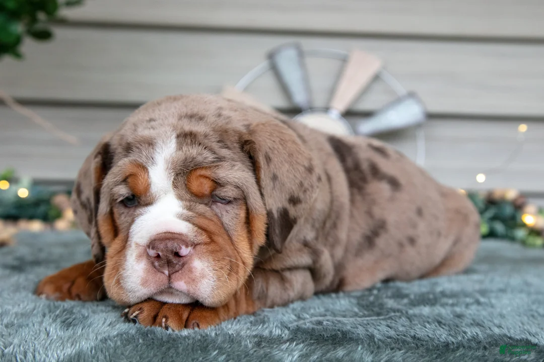 Beabull dogs for sale: Spud - Ad 3