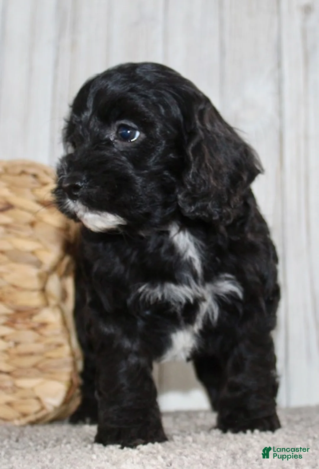 Cockapoo dogs for sale: Coco - Ad 8