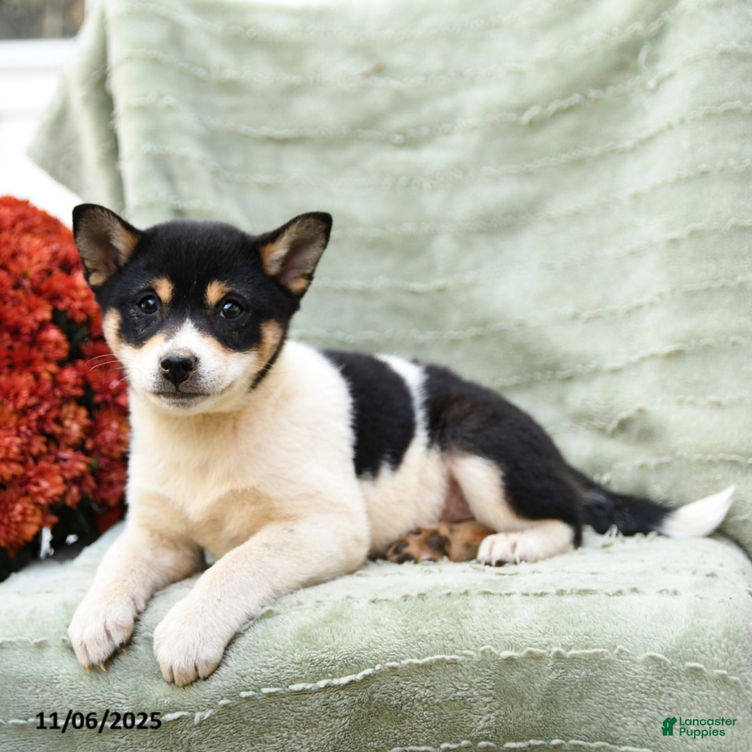 Shiba Inu dogs for sale: Tulip - Ad 2