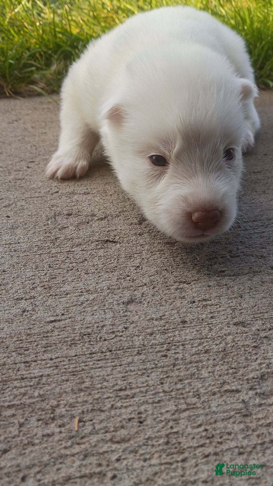 Siberian Husky dogs Female #4 - Ad 1