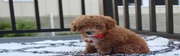 Bichpoo dogs for sale: Kirian  - Ad 11