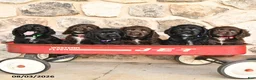Cocker Spaniel dogs for sale: Duke - Ad 5