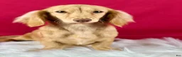 Miniature Dachshund dogs for sale: Vanilla - Ad 7
