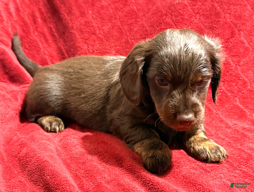 Miniature Dachshund dogs for sale: Miniature Dachshund Max - Ad 2