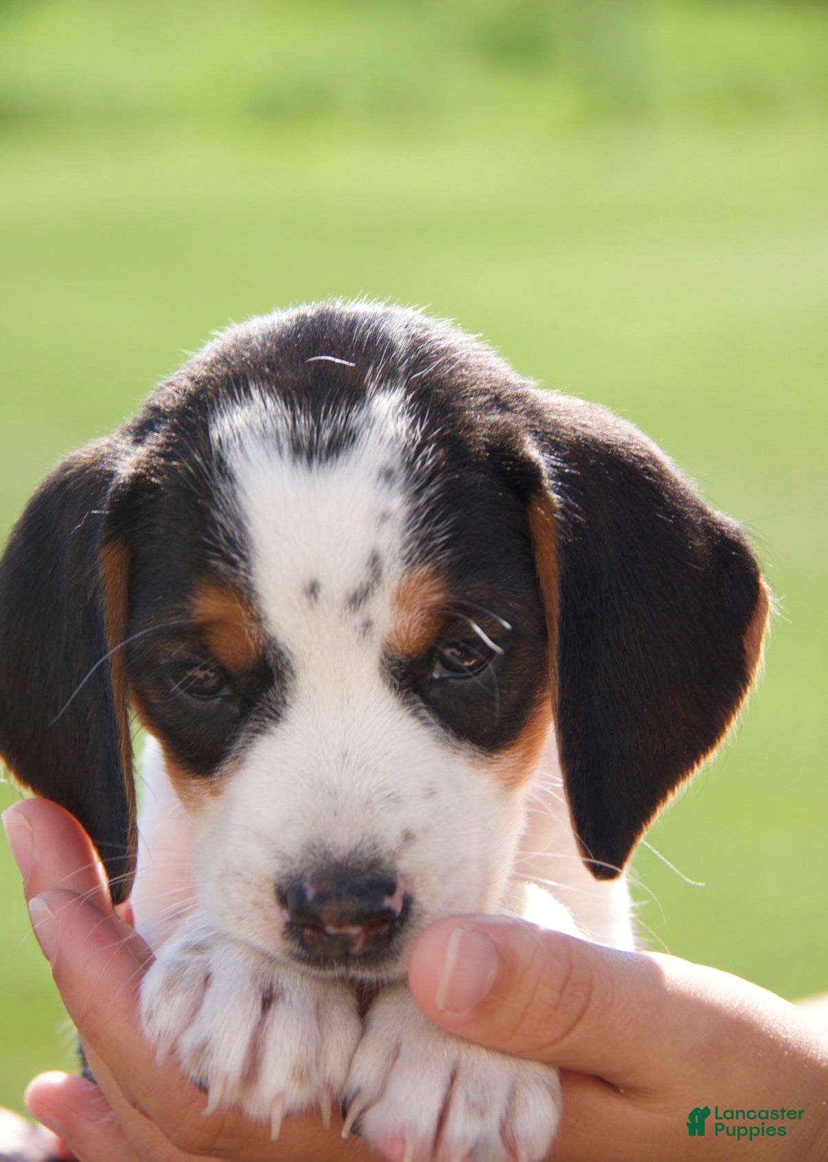 Mixed Breed dogs Mixed Breed 1 - Ad 2