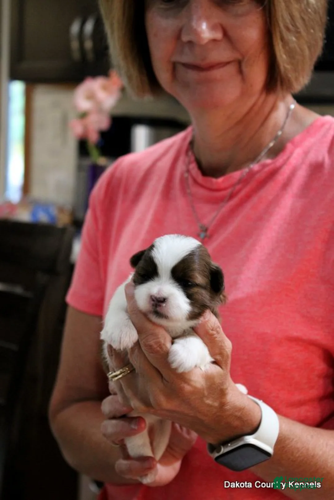 Malshi dogs for sale: Lucy - Ad 3