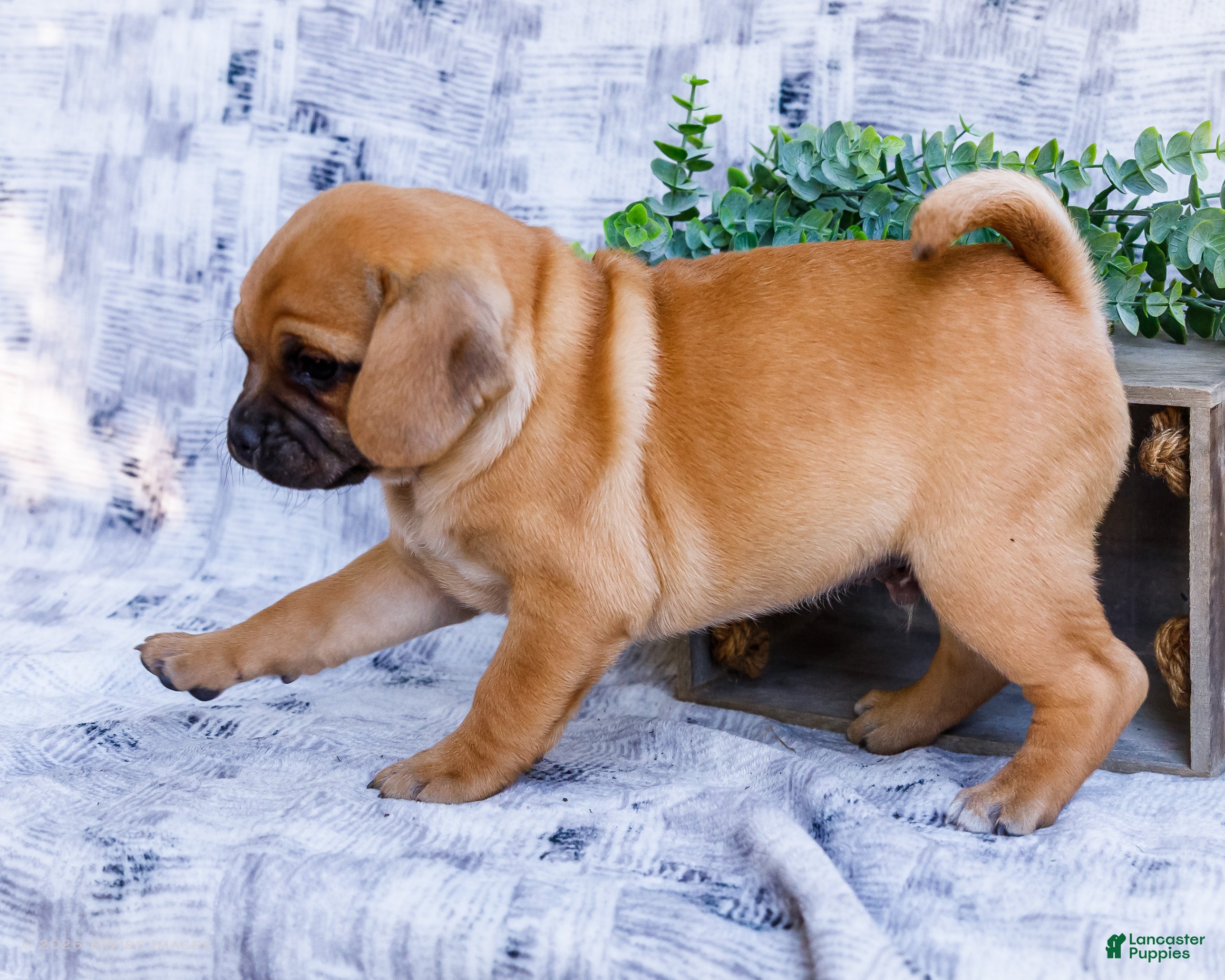 Billy (Puggle, Male) in Goshen, IN