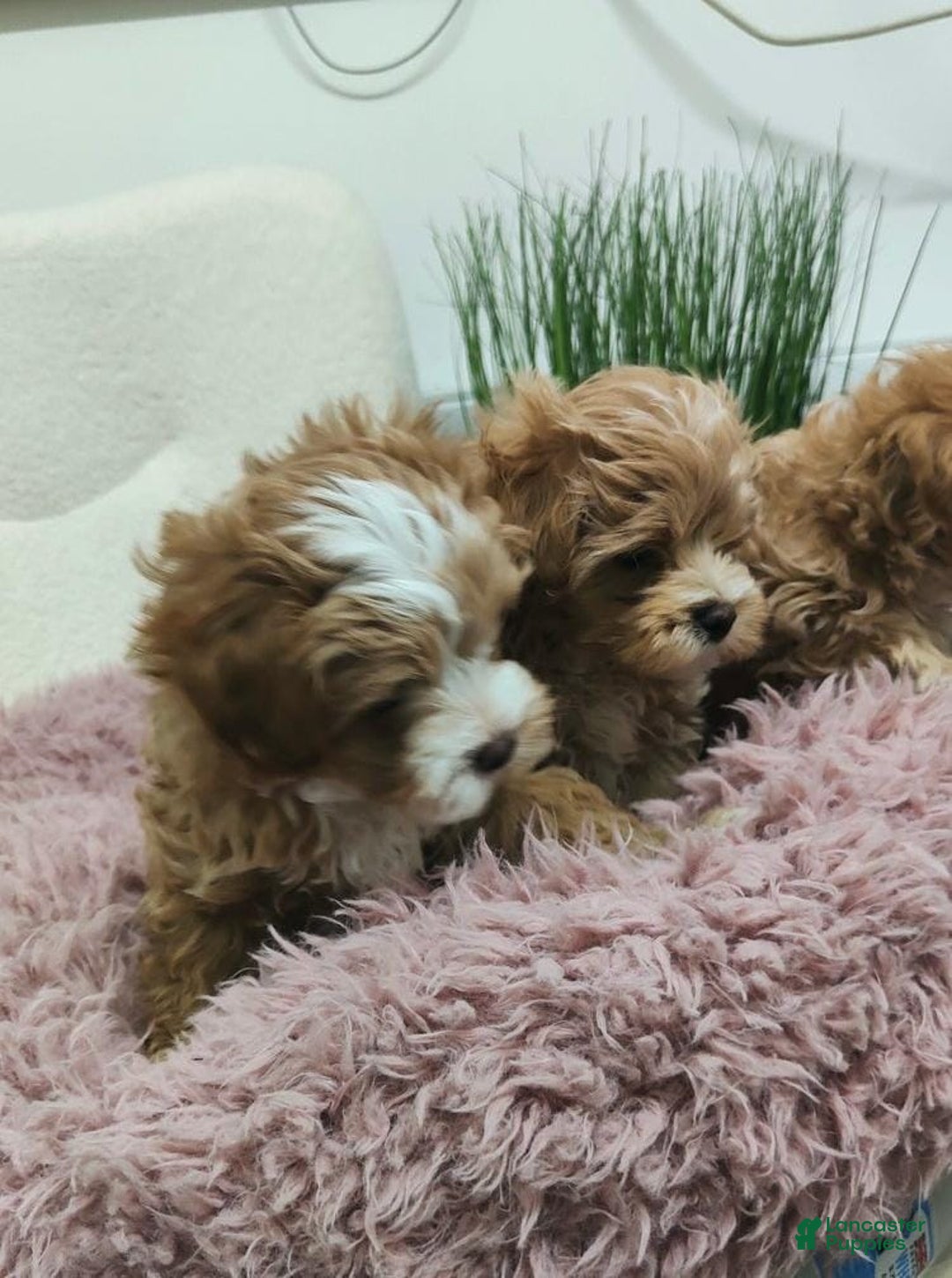 Maltipoo dogs for sale: Ella - Ad 9