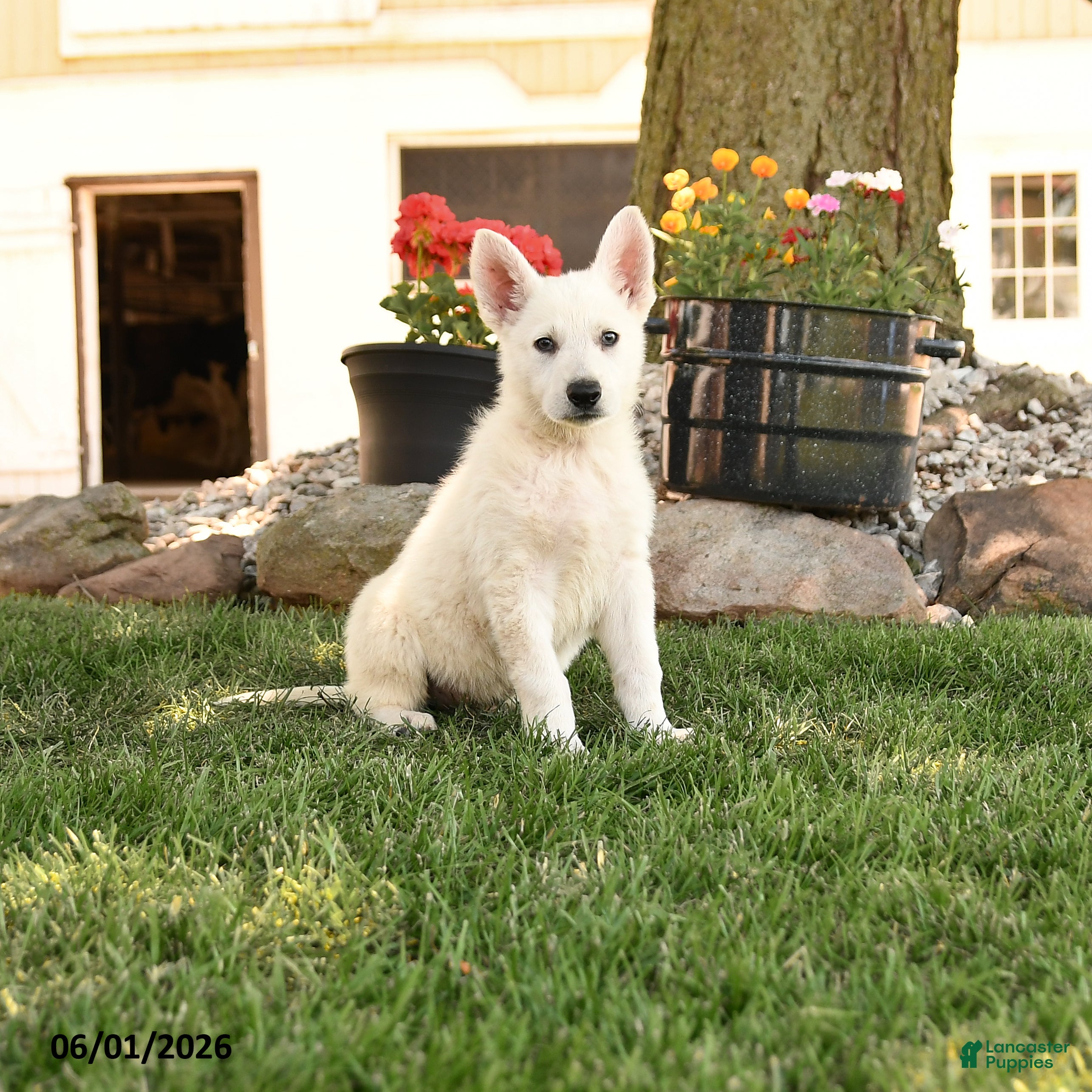 German Shepherd dogs Sonny - Ad 1