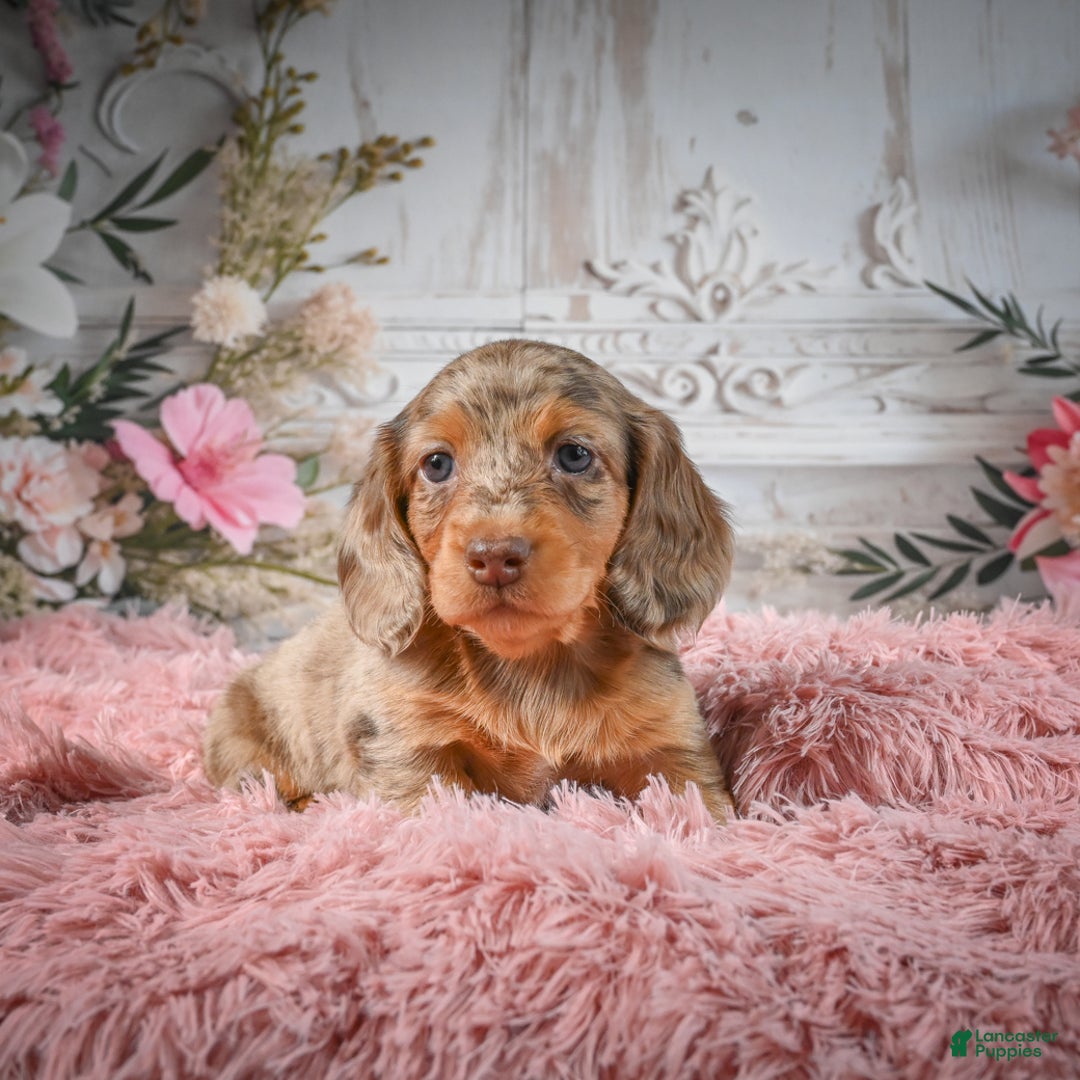 Miniature Dachshund dogs for sale: AKC-Ruger - Ad 6