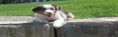 Pete 