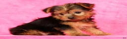 Yorkshire Terrier dogs for sale: Teddy - Ad 6