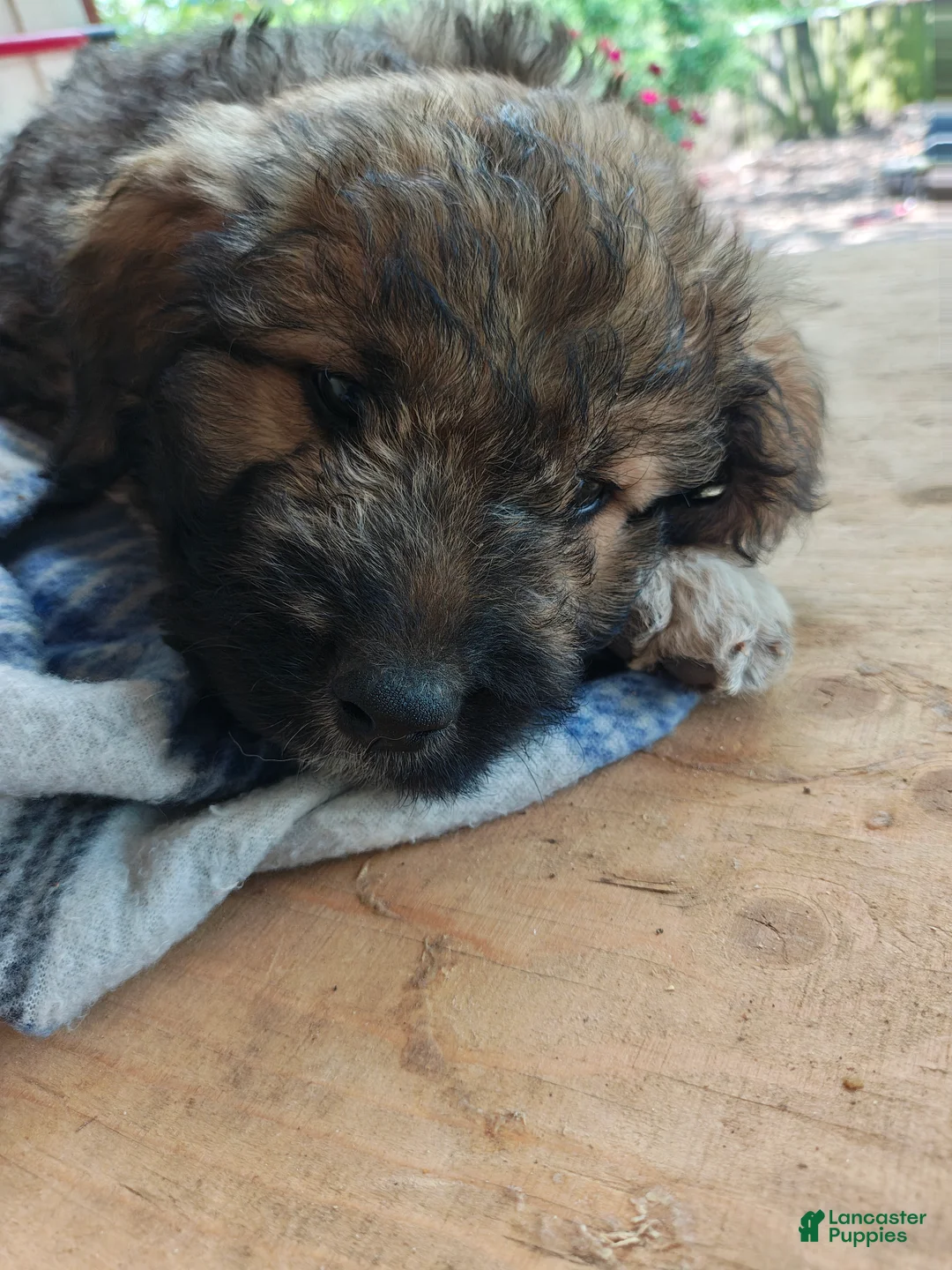 Mixed Breed dogs for sale: Tank  - Ad 1