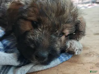 Mixed Breed dogs Tank - Ad 9