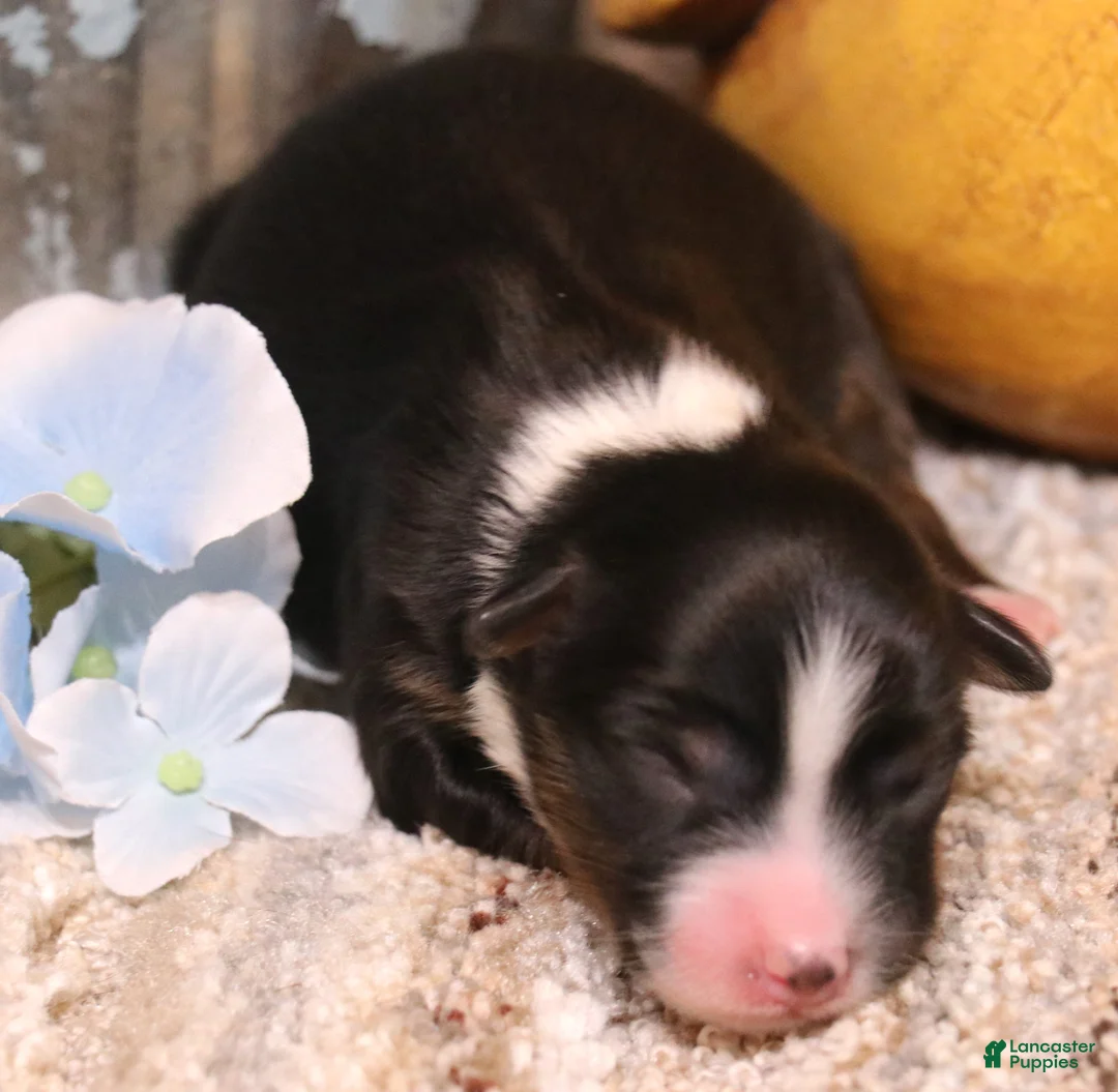 Toy Australian Shepherd dogs for sale: Colt black-tri - Ad 1