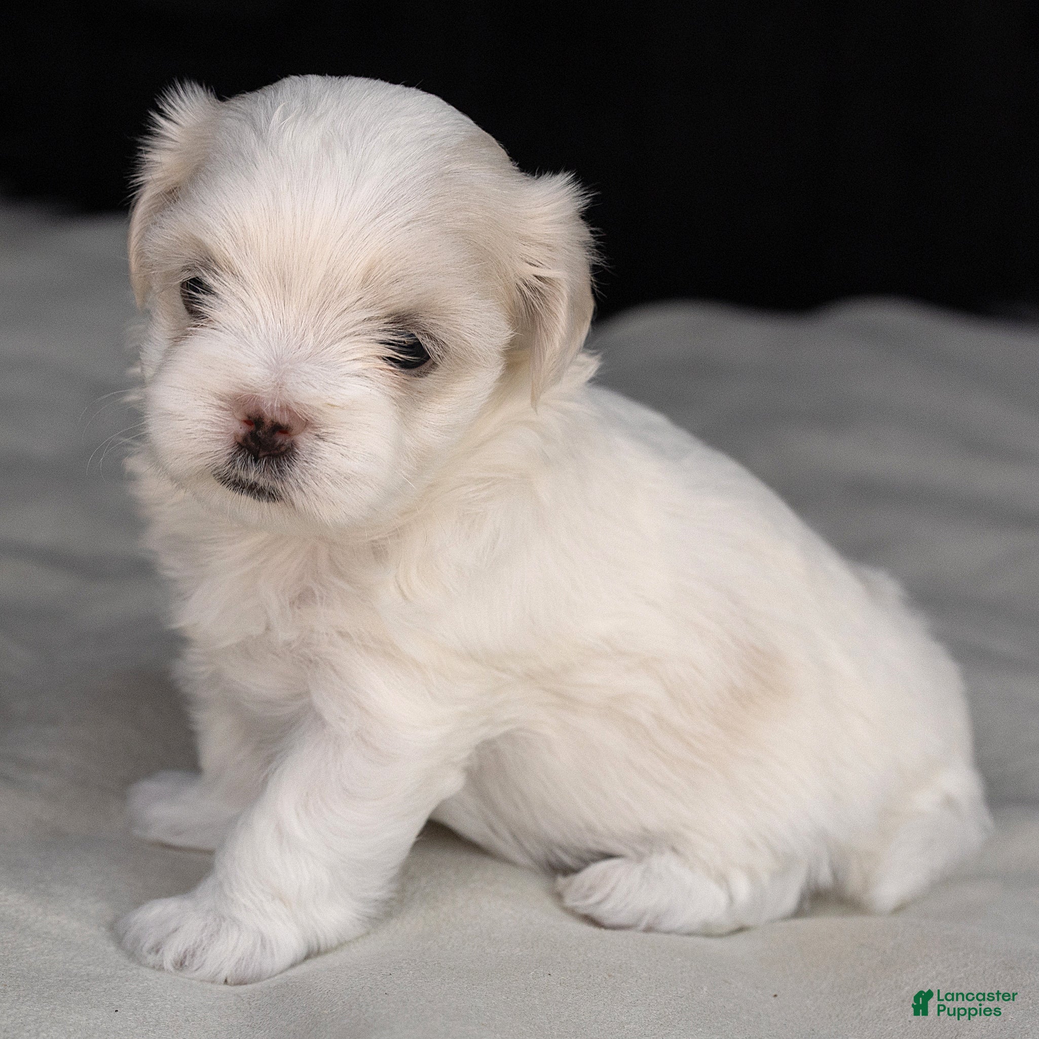 Maltese dogs Pearl Maltese  - Ad 2