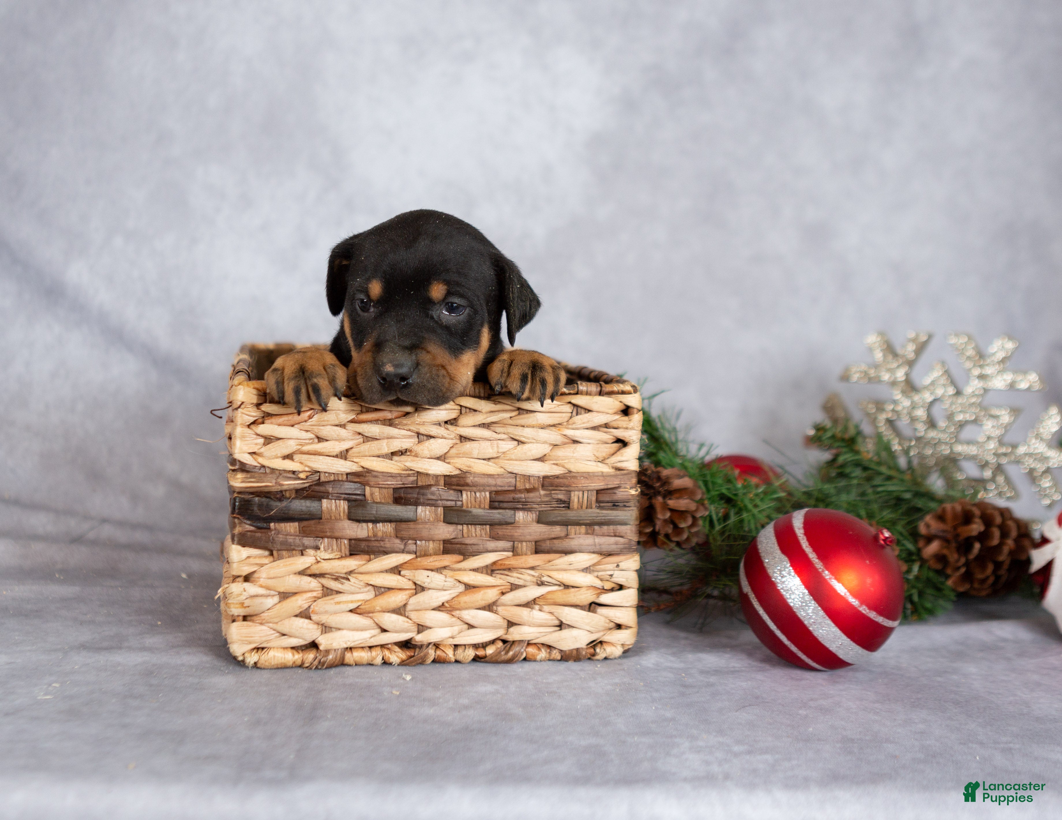 Mixed Breed dogs Miracle - Ad 1