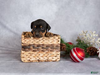 Mixed Breed dogs Miracle - Ad 2