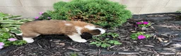 Saint Bernard dogs for sale: Saint Bernard 3 - Ad 2