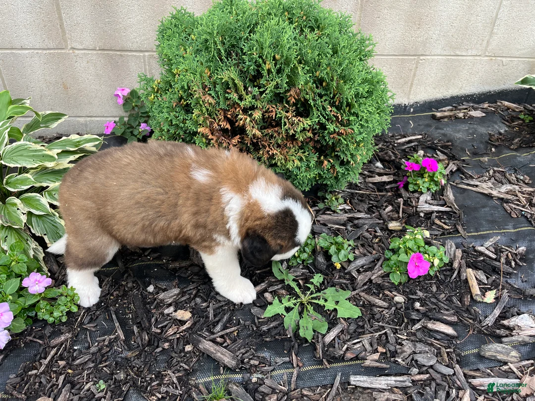 Saint Bernard dogs for sale: Saint Bernard 3 - Ad 2