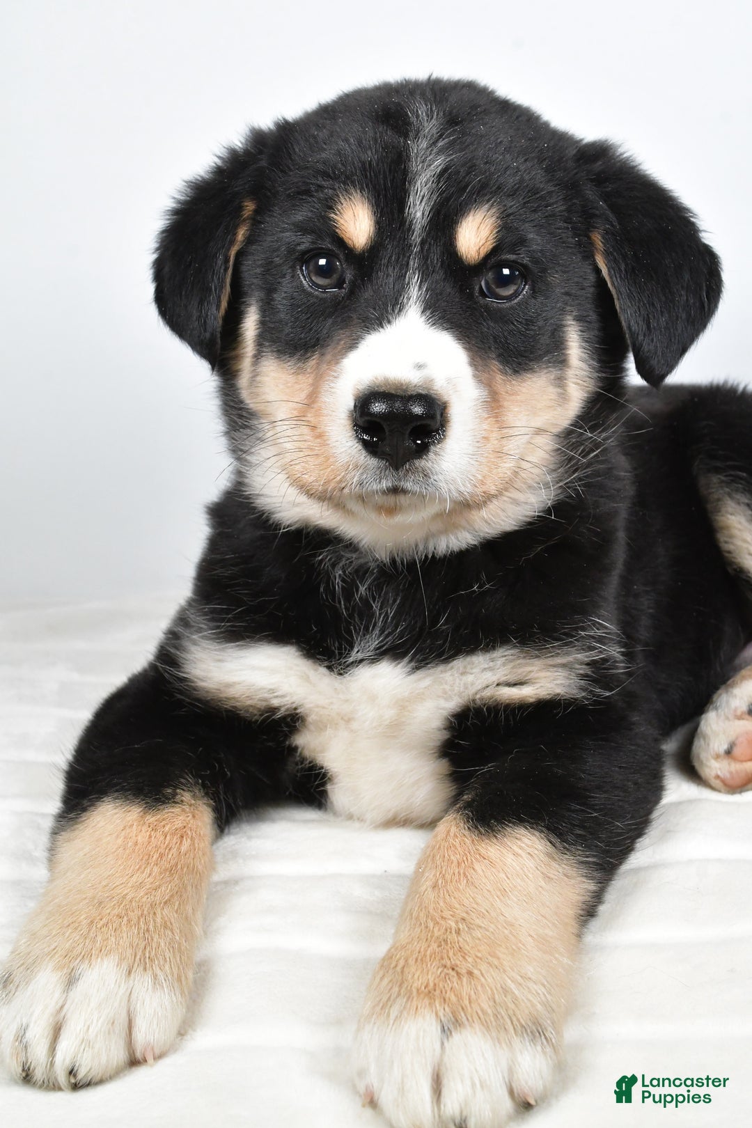 Mixed Breed dogs for sale: Sammy - Ad 2