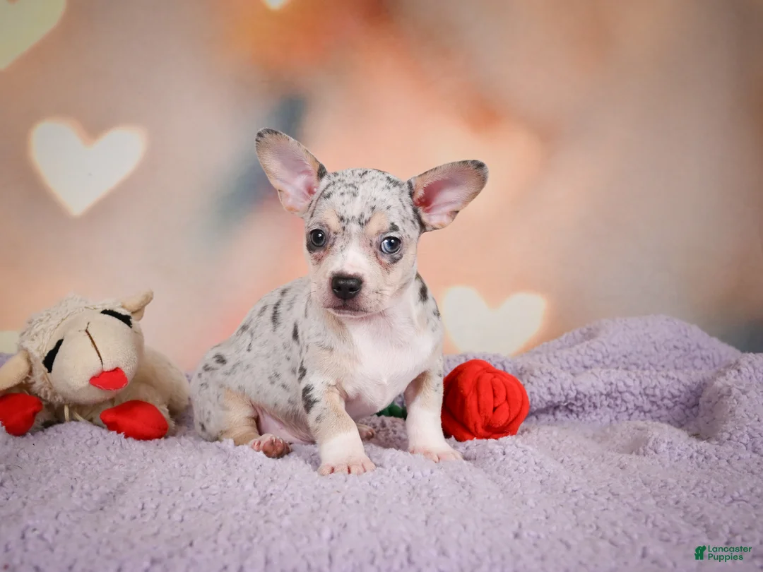 Chihuahua dogs for sale: JEREMY - Ad 1