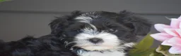 Havanese dogs for sale: Kenneth - Ad 6