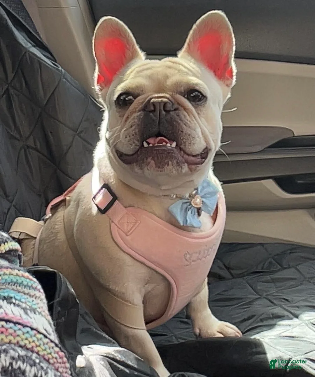 French Bulldog dogs for sale: French Bulldog Puppy 1 - Ad 4