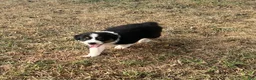 Australian Shepherd dogs for sale: Tracy - Ad 5