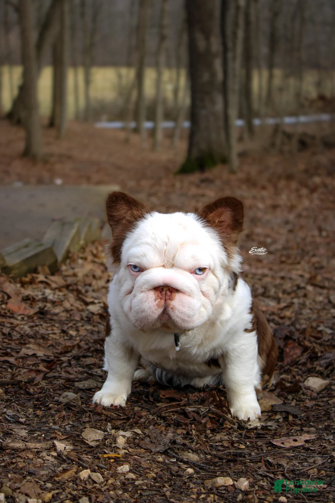 French Bulldog dogs for stud: Pablo Escobar - Ad 1