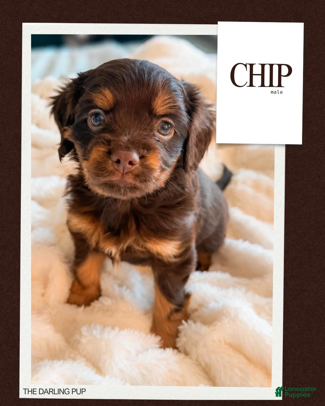 Mixed Breed dogs for sale: Chip - Ad 1