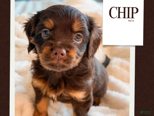 Mixed Breed dogs Chip Aussalier - Ad 1